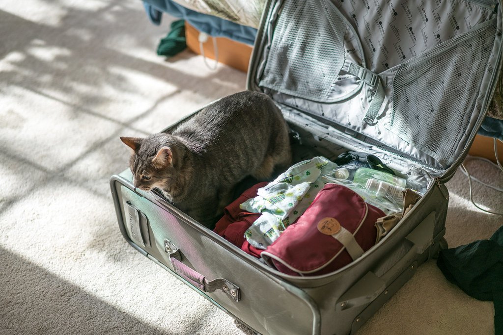 how to travel with a cat